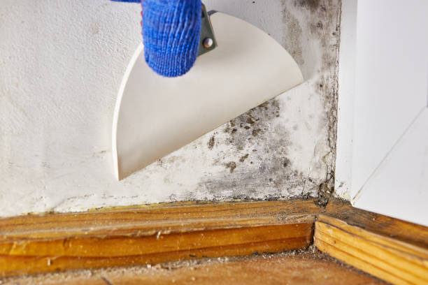 Best Mold Remediation for Vacation Homes  in USA